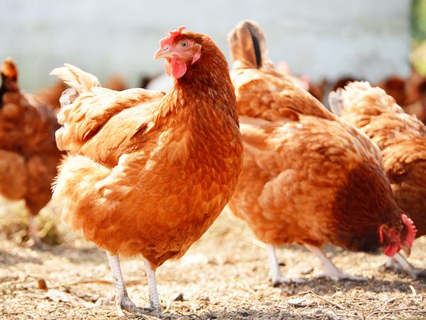 ΢Ԫϵһ棺ϵ˫رֳ˫ֵЧӦ