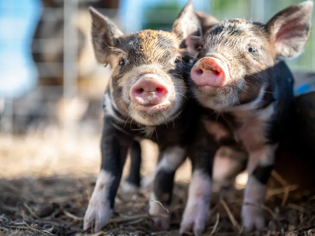 нҪμ⼸Ҫ㣡