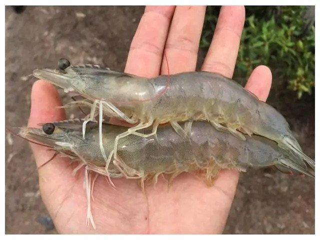 ϺֳʲôʱҪЩϺҪһҪղأ